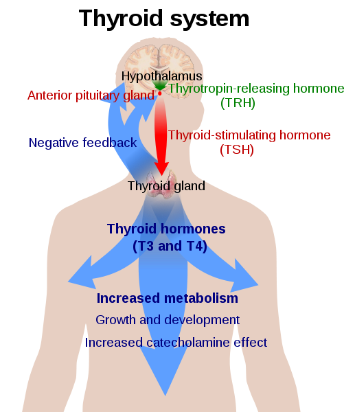 difference-between-tyrosine-and-thyroxine-pediaa-com