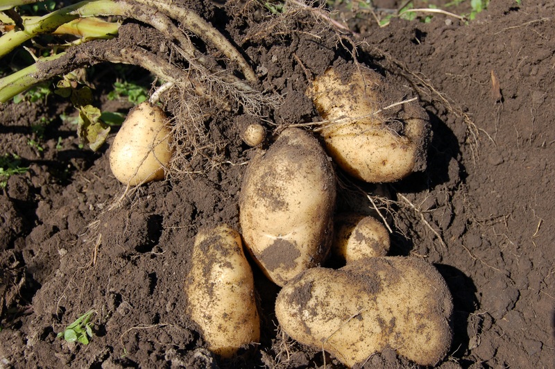 what-is-the-difference-between-bulbs-corms-tubers-and-rhizomes-pediaa-com