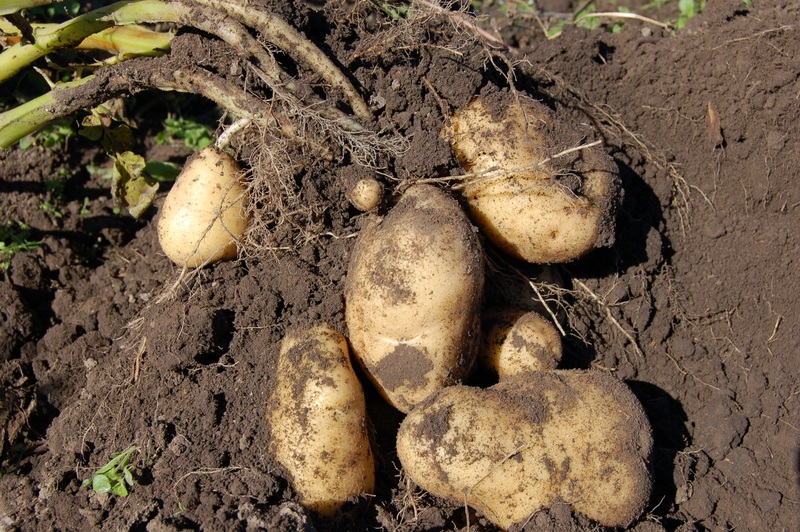 What Is The Difference Between Bulbs Corms Tubers And Rhizomes Pediaa Com