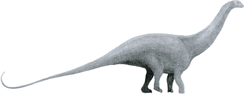 Difference Between Brontosaurus and Brachiosaurus_Figure 01