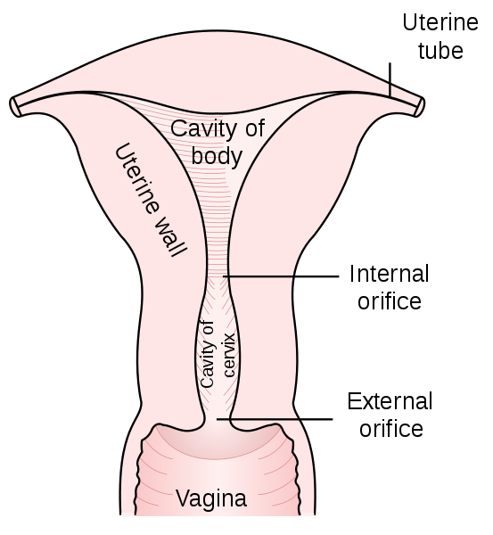 Difference Between Cervix and Uterus