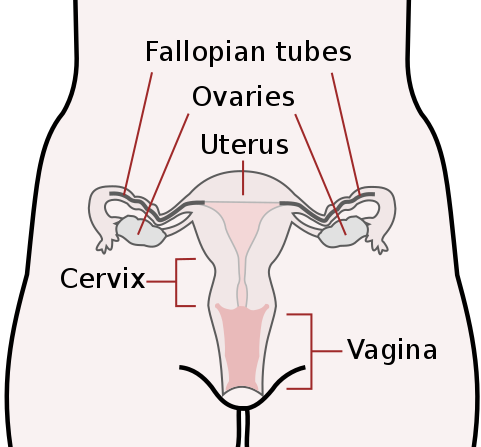 Main Difference - Cervix and Uterus