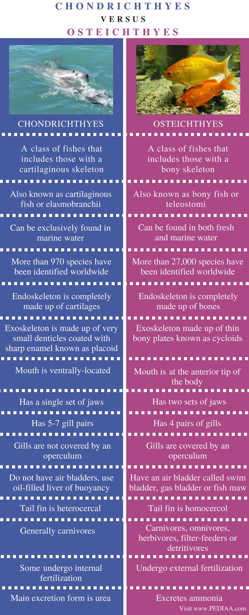 Difference Between Chondrichthyes and Osteichthyes - Pediaa.Com