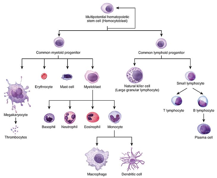 Difference Between Cord Blood and Cord Tissue