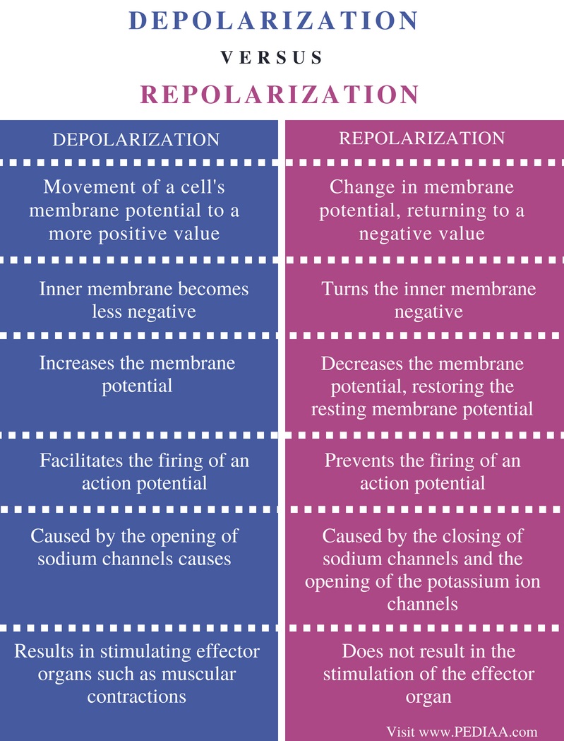 difference-between-depolarization-and-repolarization-pediaa-com