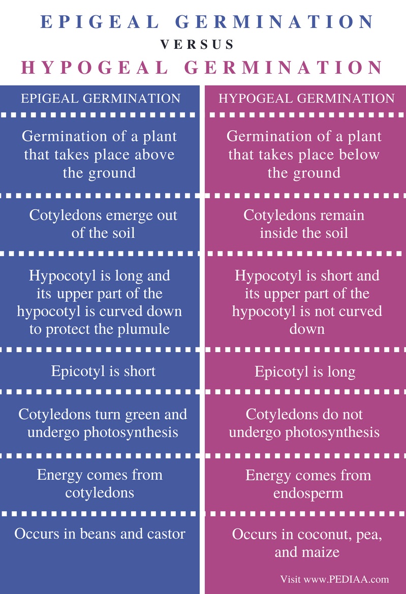 difference-between-epigeal-and-hypogeal-germination-pediaa-com