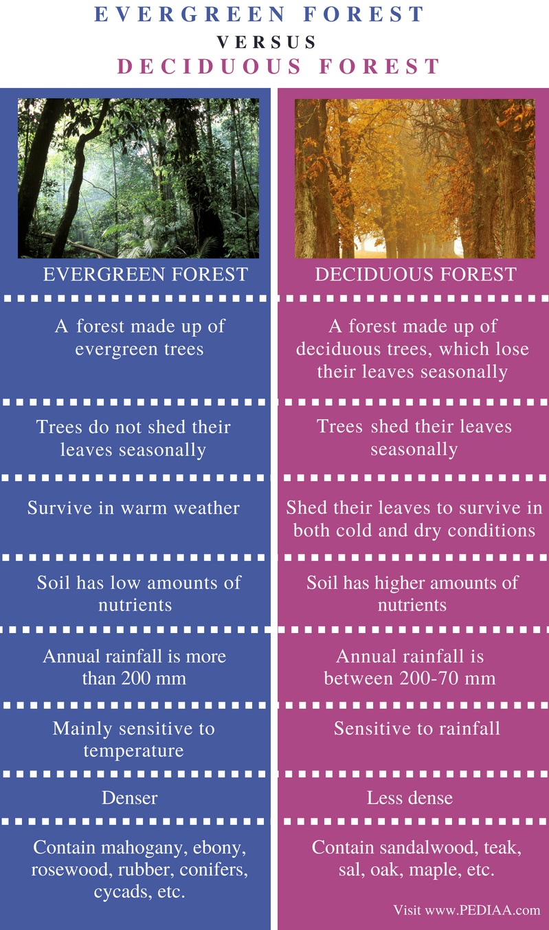 Difference Between Evergreen And Deciduous Forest Pediaa Com