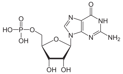 Difference Between GMP and cGMP