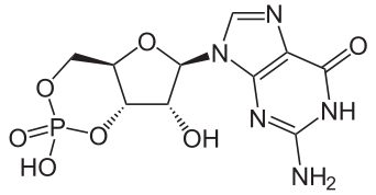 Main Difference - GMP and cGMP