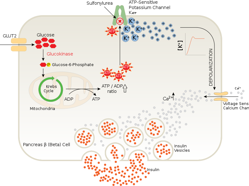 Difference Between Hexokinase and Glucokinase_Figure 2