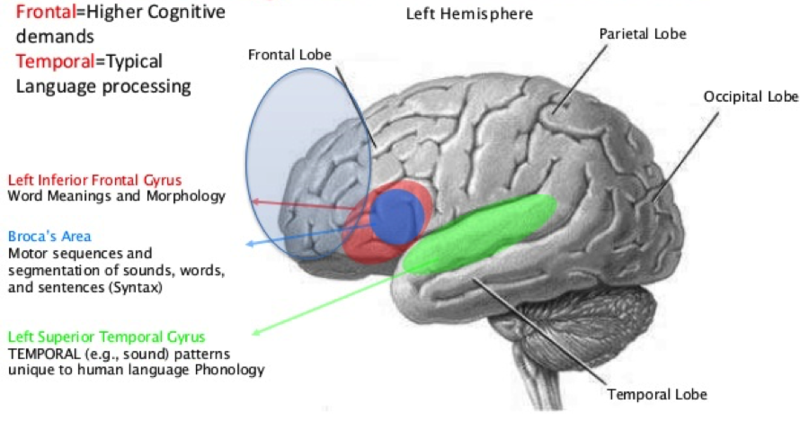 Difference Between Left and Right Brain_Figure 1