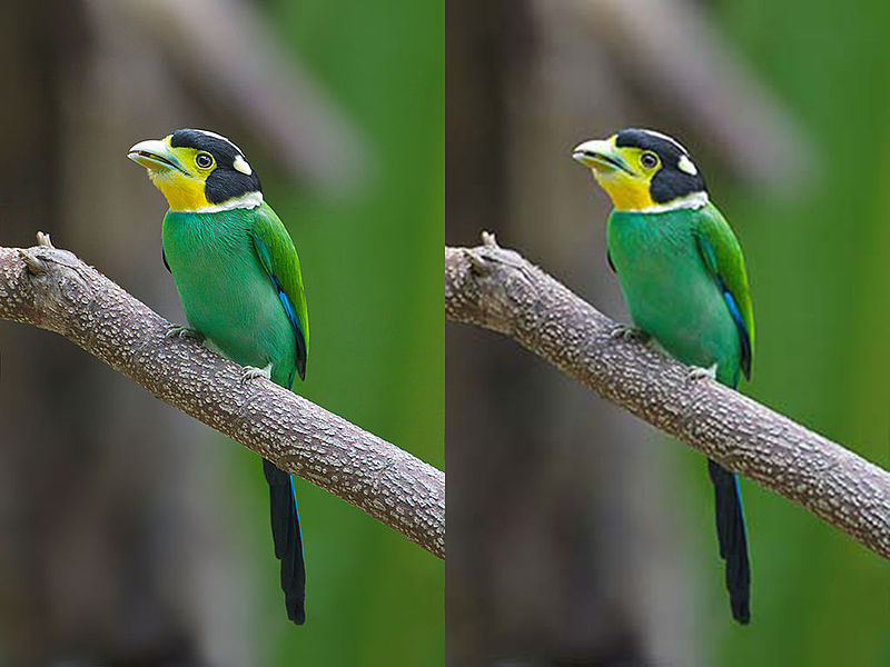 difference-between-lossy-and-lossless-compression-pediaa-com