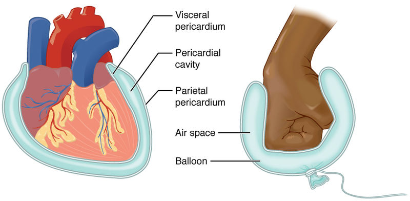 difference-between-myocardium-and-pericardium-pediaa-com