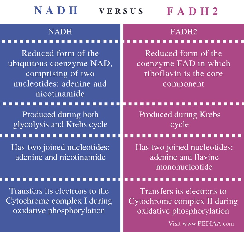 difference-between-nadh-and-fadh2-pediaa-com