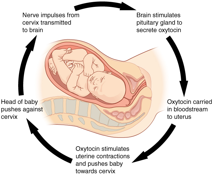 Negative Feedback Mechanism Examples Biology