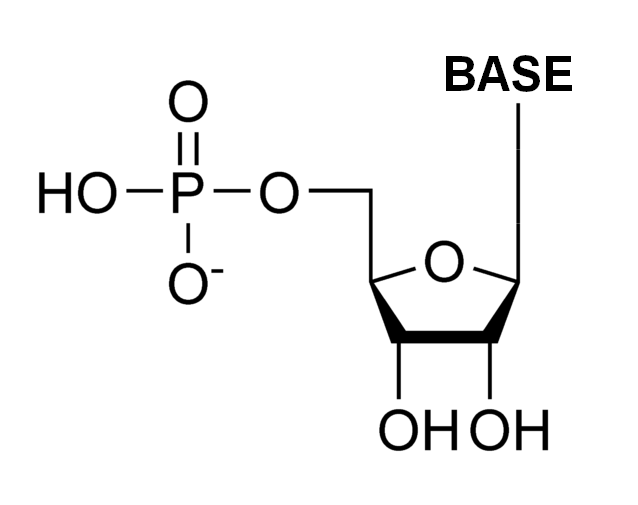 Difference Between Ribonucleotide and Deoxyribonucleotide