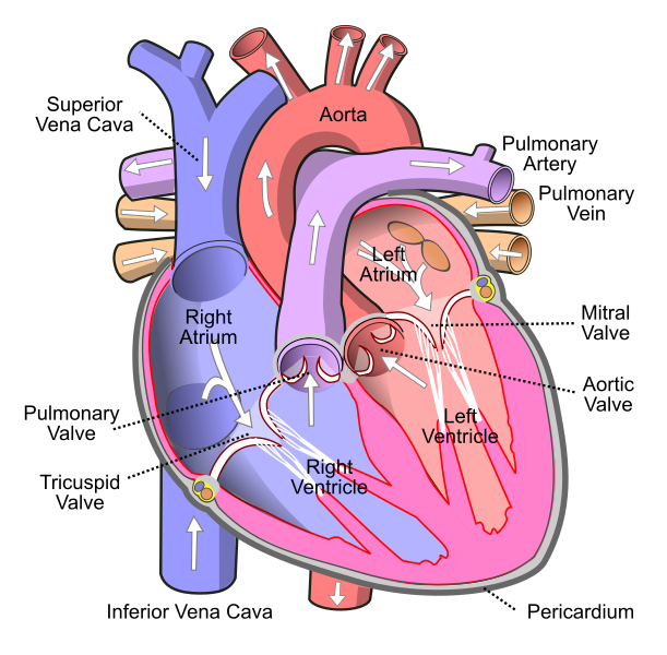 Difference Between Superior and Inferior Vena Cava_Figure 1