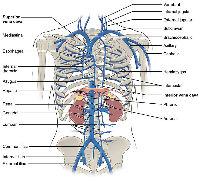 Difference Between Superior And Inferior Vena Cava Pediaacom