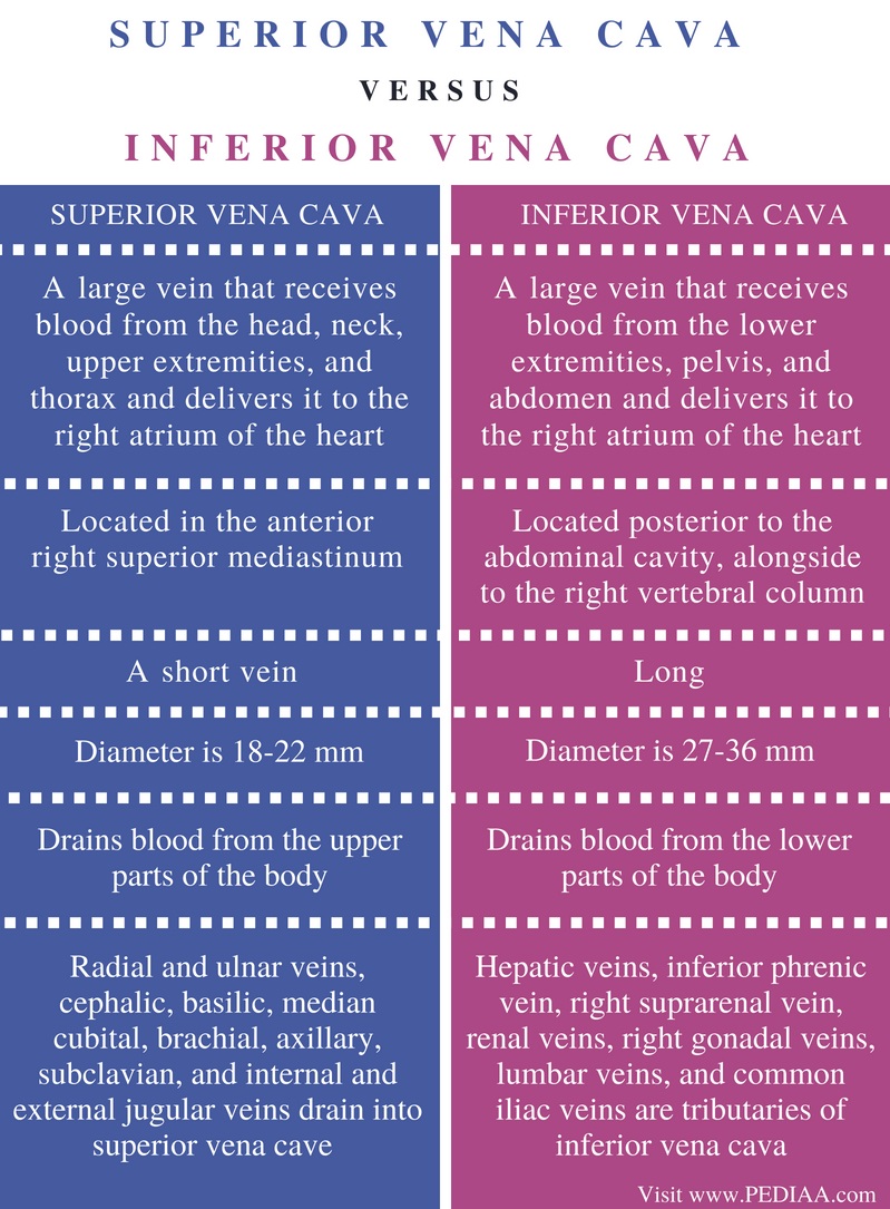 Difference Between Superior and Inferior Vena Cava - Pediaa.Com