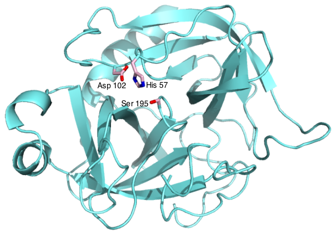 Difference Between Trypsin and Chymotrypsin