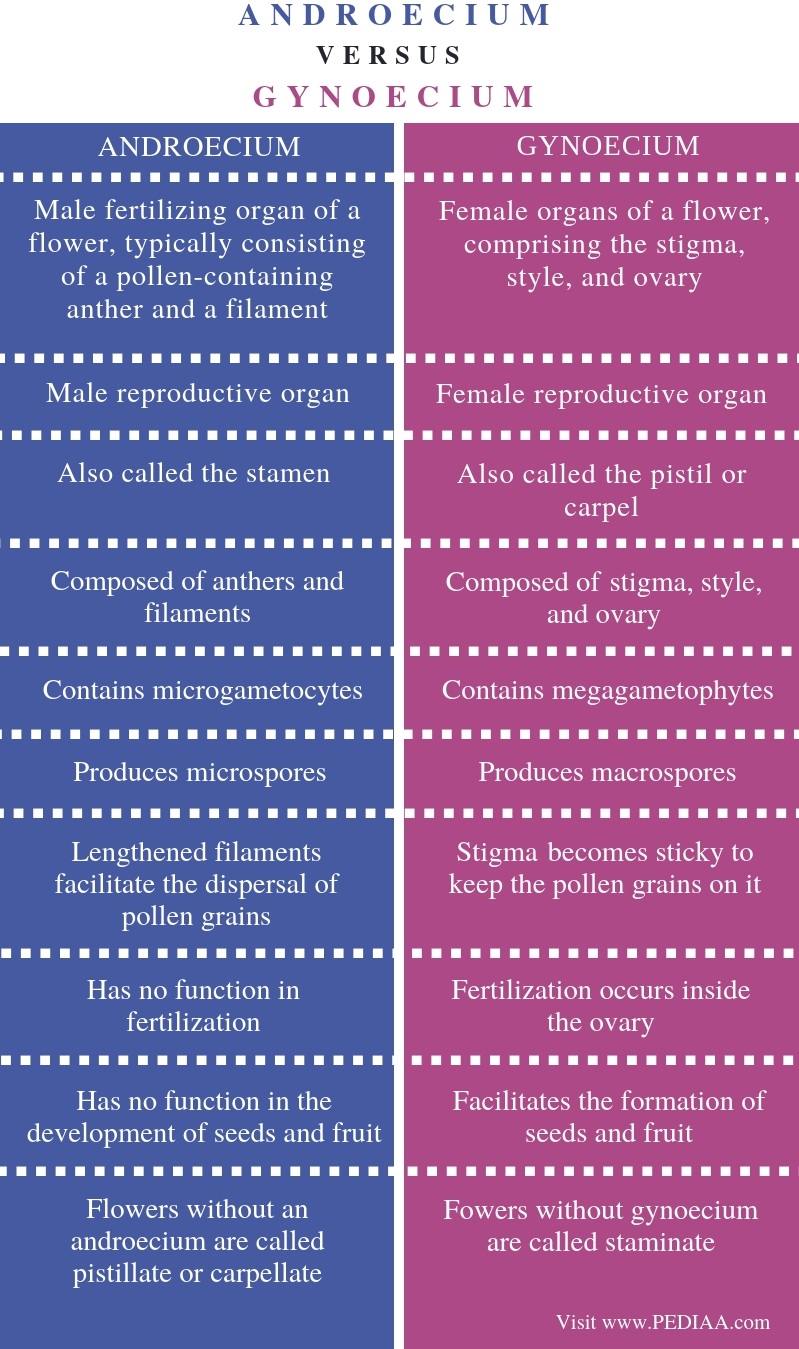 What Is The Difference Between Androecium And Gynoecium Pediaa Com