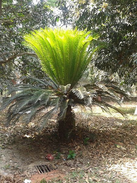 Difference Between Cycas and Pinus_Figure 1