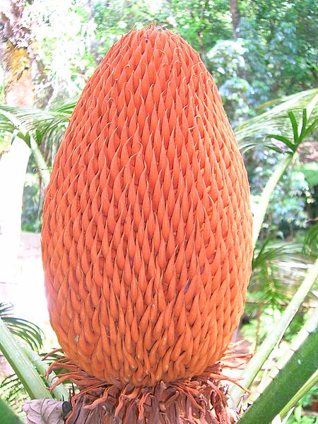 Main Difference - Cycas vs Pinus