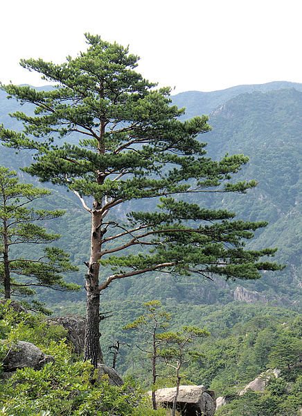 Difference Between Cycas and Pinus_Figure 3