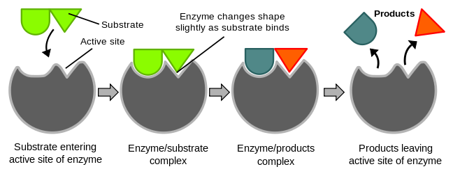 Difference Between Enzyme and Coenzyme_Figure 1
