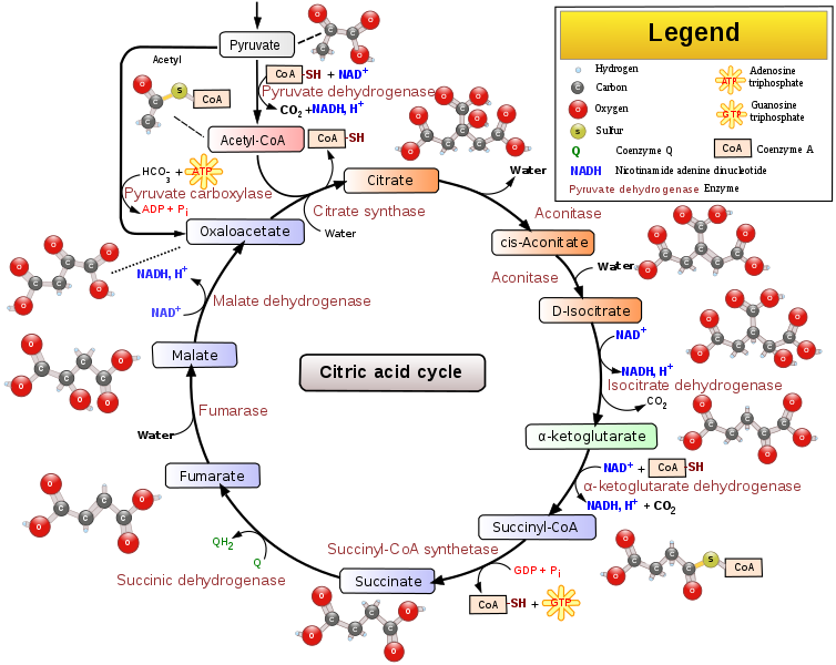 Difference Between Enzyme and Coenzyme_Figure 3
