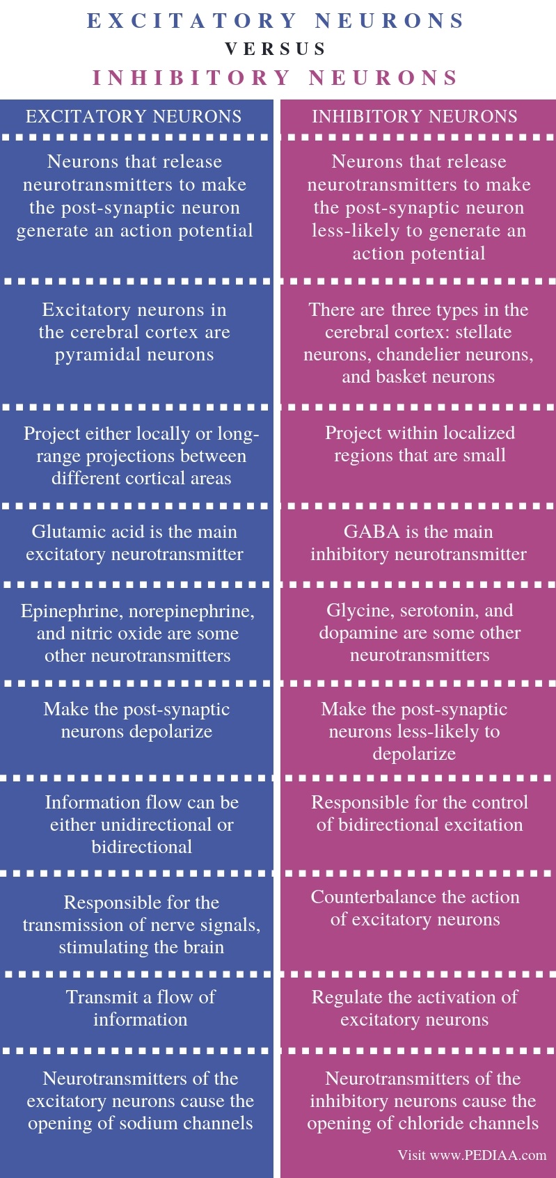 Difference Between Excitatory and Inhibitory Neurons