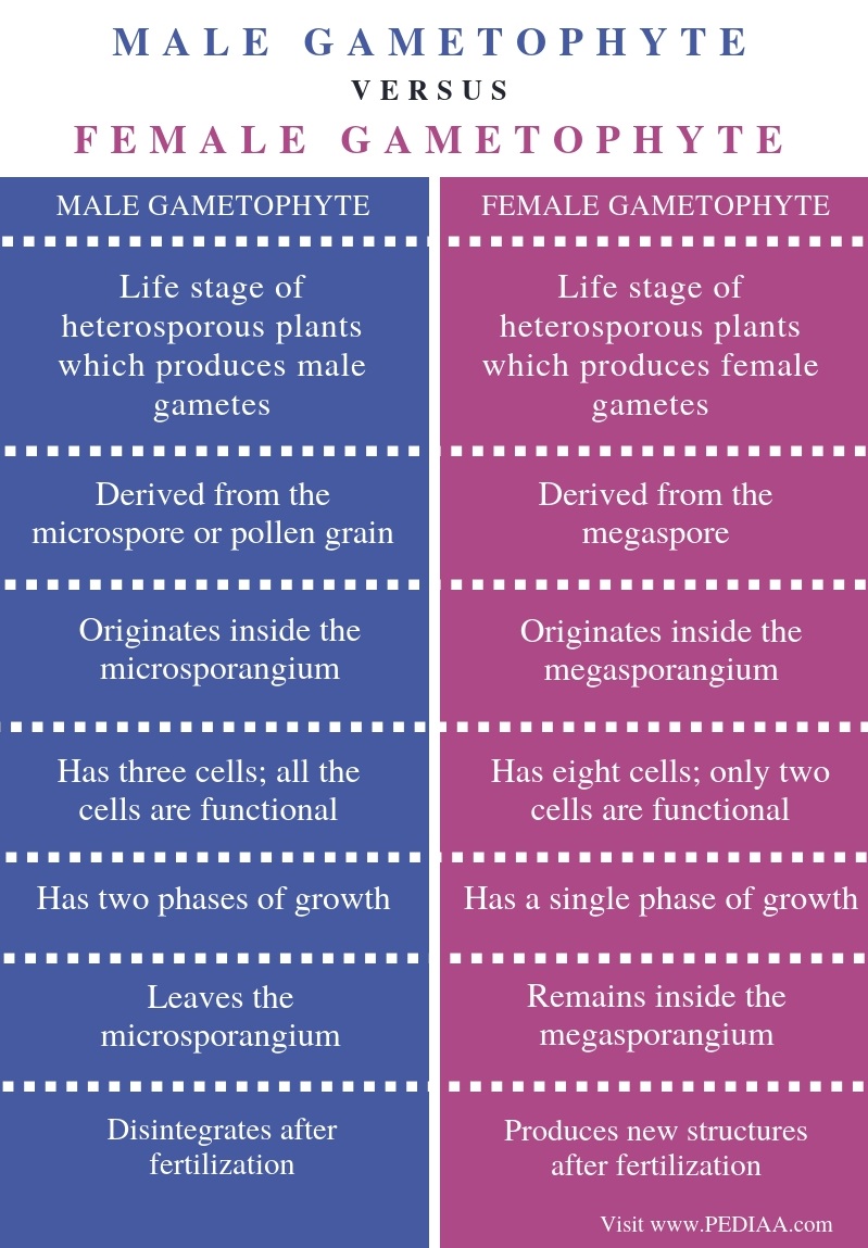 what-is-the-difference-between-male-and-female-gametophyte-pediaa-com