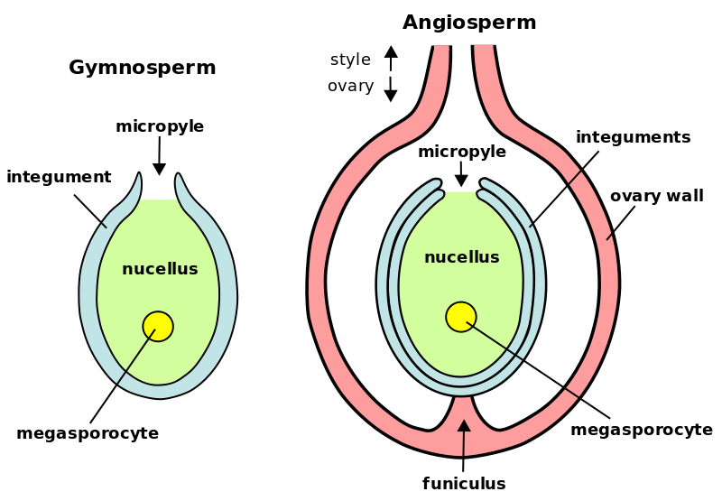Difference Between Megasporangium and Microsporangium_Figure 1