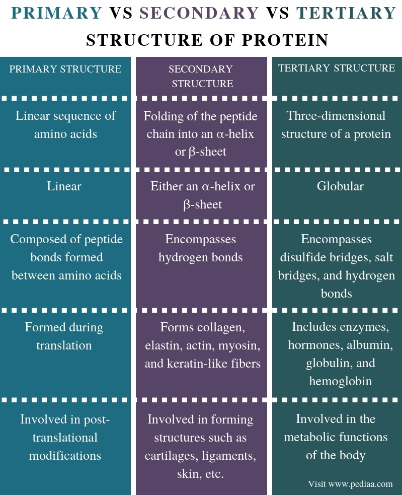difference-between-primary-secondary-and-tertiary-structure-of-protein
