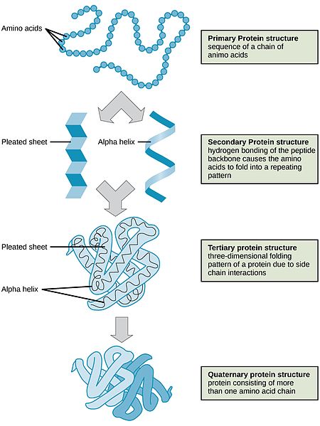 secondary structure of protein ppt