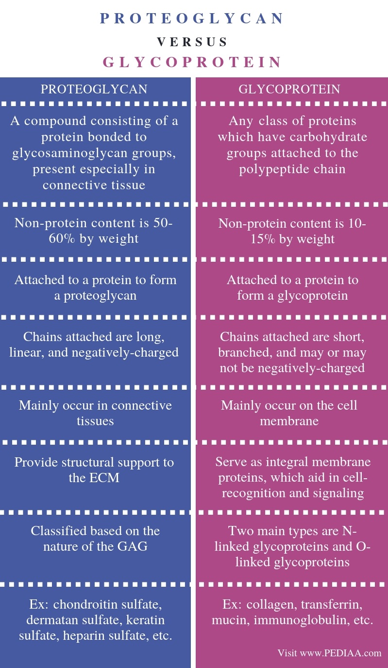 Difference Between Proteoglycan and Glycoprotein