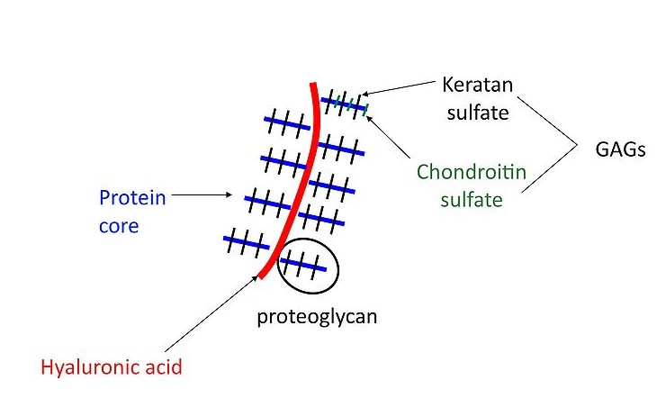 Difference Between Proteoglycan and Glycoprotein_Figure 1