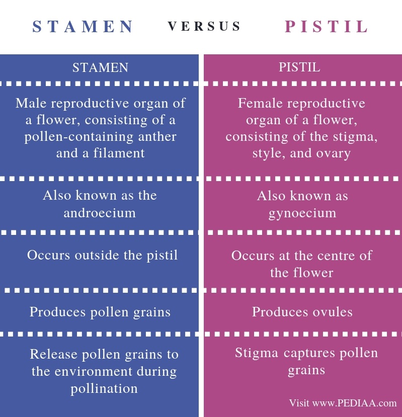 What Is Pistil And Stamen