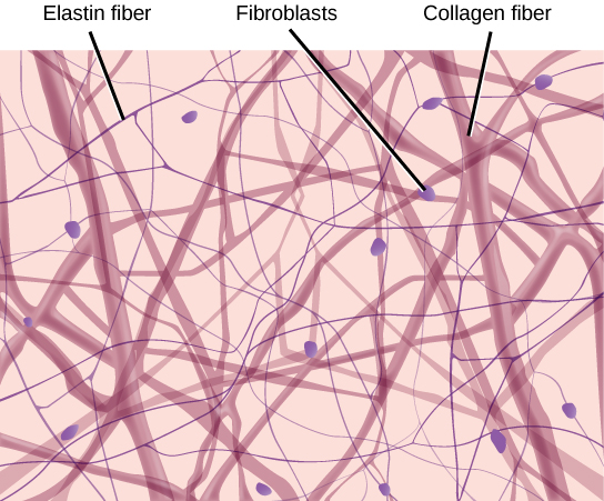 What is the Difference Between Collagen Protein and Collagen Peptides