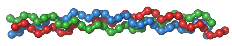 Main Difference - Collagen Protein and Collagen Peptides
