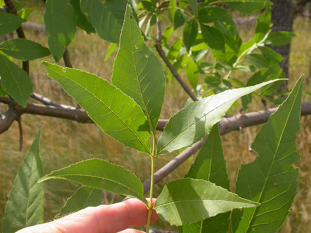 leaf-types-simple-leaf-compound-leaf-types-of-leaf-with-examples