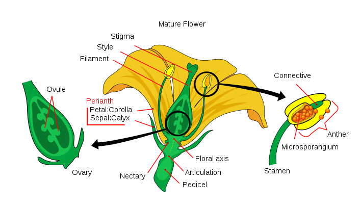 What is the Difference Between Stamen and Pistil_Figure 1