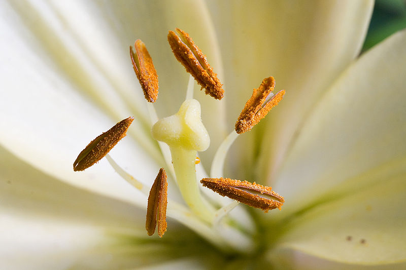 What Do Pistil And Stamen Have In Common