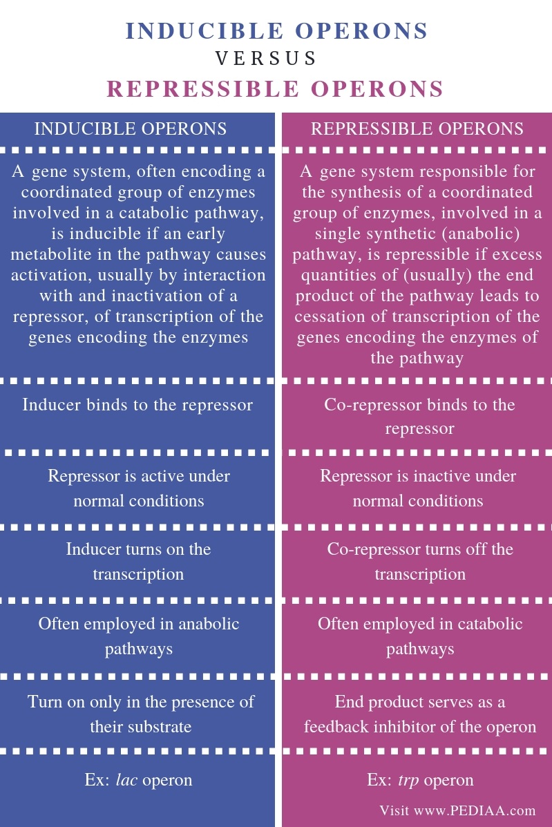 what-is-the-difference-between-inducible-and-repressible-operons