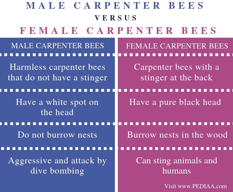 What is the Difference Between Male and Female Carpenter Bees