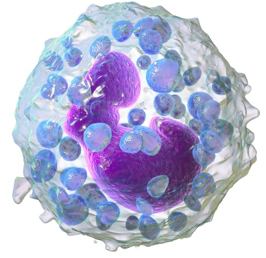 Main Difference - Mast Cell vs Basophil