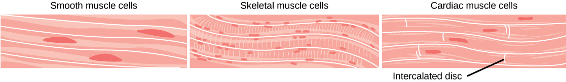 Difference Between Muscle and Tendon_Figure 1