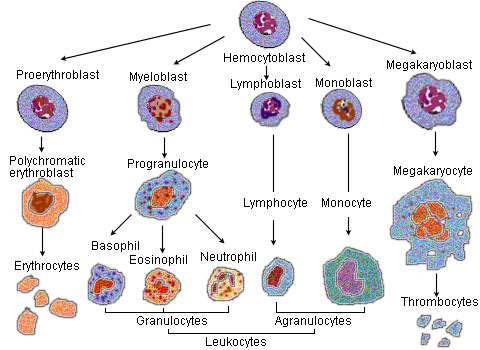 Main Difference - Myeloblast and Lymphoblast