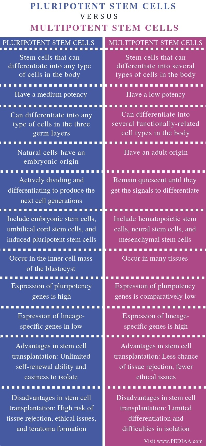 What is the Difference Between Pluripotent and Multipotent Stem Cells