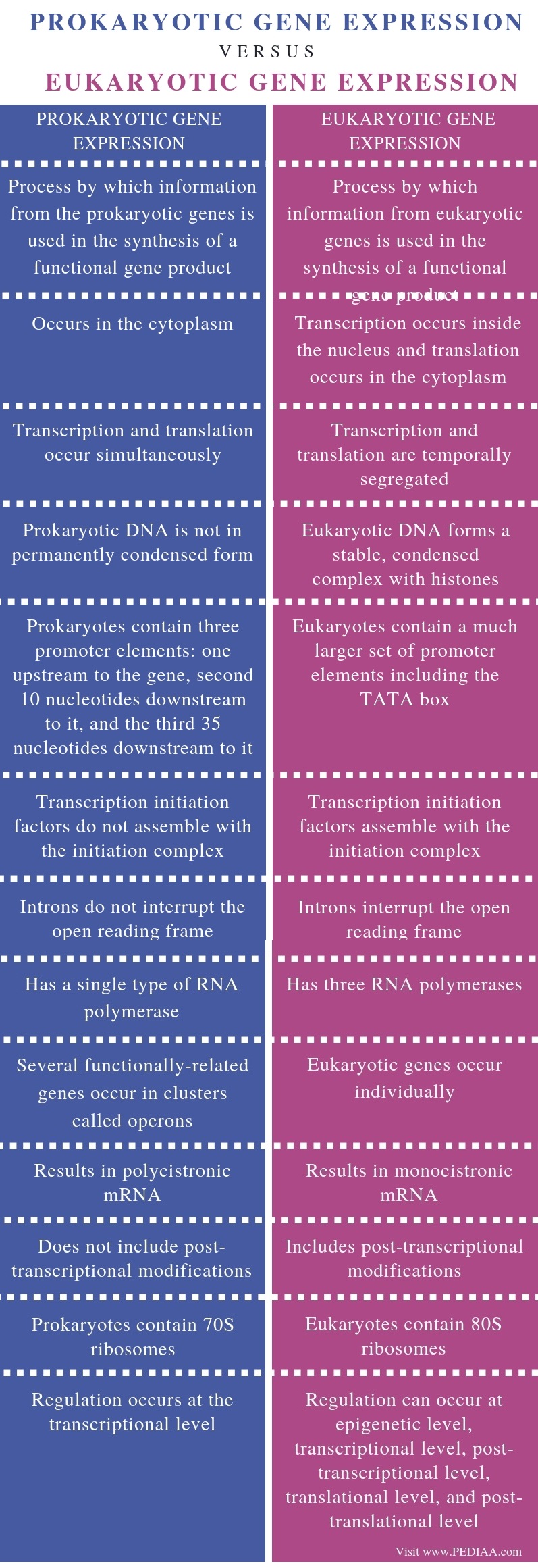 what-is-the-difference-between-prokaryotic-and-eukaryotic-gene